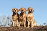 GOLDEN RETRIEVER 036